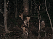 知床半島 夜の動物ウォッチング